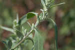 Standley's goosefoot